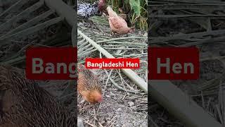 Bangladeshi village Hen#hen