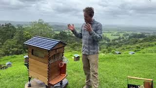 Can you harvest honey in the rain?