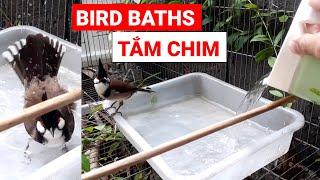 TẮM CHIM CHÀO MÀO HÓT ĐẤU - LÚC CHIM HẠNH PHÚC NHẤT