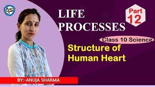 LIFE PROCESS-  HUMAN BLOOD CIRCULATORY SYSTEM - 3 (STRUCTURE OF HUMAN HEART)