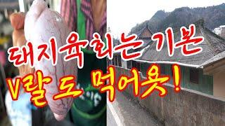 돼지 육회는 기본! 한국에 이런 식당이~ 베스트15! (23-24) [맛있겠다 Yummy]