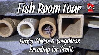 Fish Room Tour: Exotic Plecos and Corydoras