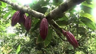 Cacao (Theobroma cacao) | Sarah Wu