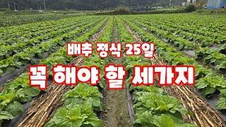 배추 정식25일 해야 할 일 세가지 방제 2차 추비 억제 [배추재배방법]