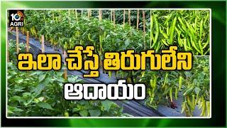 ఇలా  చేస్తే తిరుగులేని ఆదాయం Earn High Profits With Green Chilli Cultivation|Matti Manishi|10TV Agri