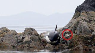 Nach dem Strandung weint dieser Orca stundenlang am Ufer