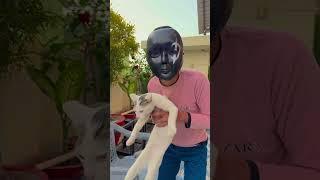 Brother funny video ️ #shorts #funny #viralvideo #love #cat