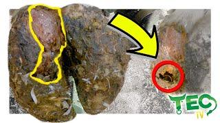 INFECTED TUNNEL IN COW’S FOOT | Hoof of the Week