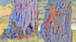 This Leopard Didn’t Fail