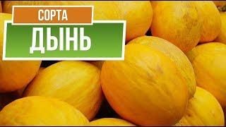 Лучшие Сорта Дыни для Средней Полосы ️  Какую Дыню посадить