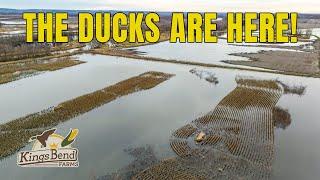 BEST DUCK SEASON EVER!! Record Numbers, Migration & What’s Next | #HOMETURF EP6