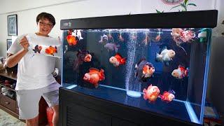 He Has the Most INCREDIBLE GOLDFISH TANK!!