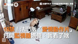 驚見法鬥版「愛情動作片」飼主打開寵物監視器大傻眼｜寵物｜狗｜法國鬥牛犬