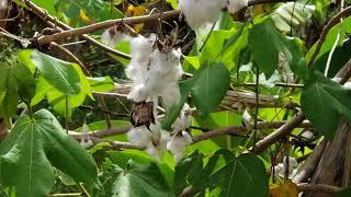 Cotton Tree 