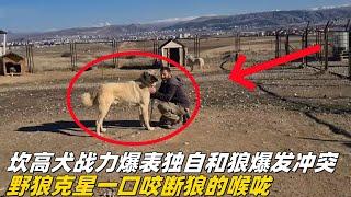 坎高犬战斗力爆表，独自上山和狼爆发激烈冲突，一口咬断狼的喉咙不愧是野狼克星#坎高犬 #牧羊犬 #狼群 #牧民生活