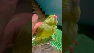 Playing with Parrot #birdlovers #birds #parrotlovers #parrotshorts #shortvideo #petlover #pet