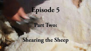 Ask Farmer Steve: Shearing the Sheep