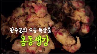 전라북도 완주군의 으뜸특산품 봉동생강[완주군 YOU TV]