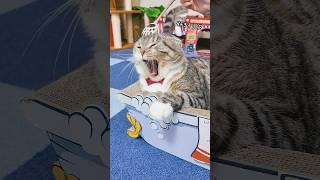 猫も気持ちよくなるマル秘アイテムをりっちゃんに試した結果 #猫