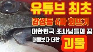 자연산 감성돔6짜 유튭최초회뜨기!!