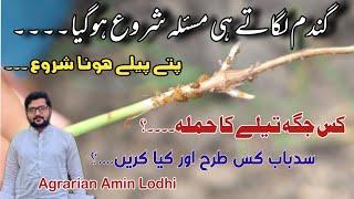 How To Control Wheat Aphid At Earlier Stage || گندم پر تیلے کا حملہ || Agrarian Amin Lodhi