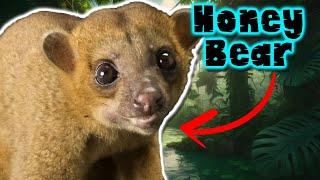 kinkajou: The mysterious world of this mammal - documentary of animals