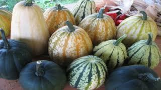 All About Gourds