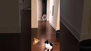 A little joke  #cats #cat #sevda #catvideos #funny #sevgi #pets #huzunlu #cute #asksozleri