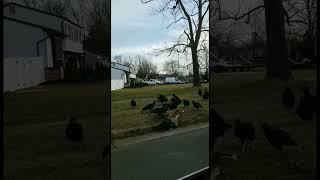 Caught on Camera: Vultures Feeding on a Dead Deer