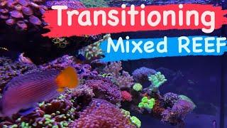 Transitioning the Mixed Reef | Ep.39