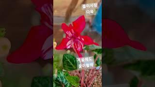 [고층아파트 베란다] 속눈썹 시클라멘 #베란다식물 #화초키우기