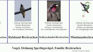 Vogel, Ordnung Sperlingsvögel, Familie Breitrachen bird Passeriformes Blaukehl-Breitrachen Jammy