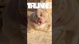  Trunks: The Rising Legend in the Bully World 