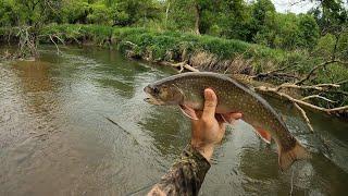 Wisconsin Trout Fishing - 6/5/2022