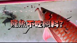 【樂魚愉人水族】龍魚不吃飼料的困擾？  龍魚專用飼料！  #水族館 #樂魚愉人水族 #龍魚 #紅龍 #血紅龍