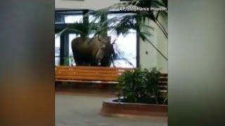 Moose wanders into hospital