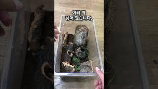 교실에서 곤충 키우기 2탄 - 넓적사슴벌레