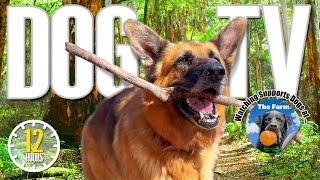 Dog TV for Dogs  All Day Entertainment for Dogs  Relaxing Dog Music & Anti Anxiety Dogs Home Alone