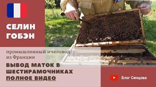 Вывод маток в шестирамочниках: от стартера к подсиливанию (полное видео, Селин Гобэн)