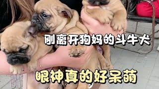 刚离开狗妈的斗牛犬，呆萌的小眼神，就要马上奔赴新家了！