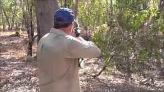 Tusky boar bailed and shot.