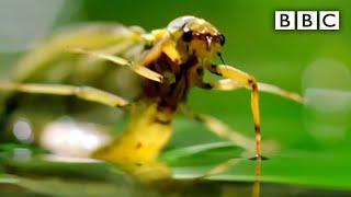 Mayfly's incredibly short and action-packed lifecycle - BBC