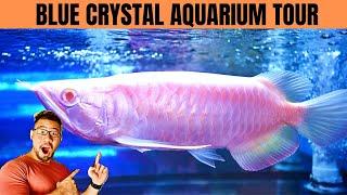 *RARE* Asian Arowana Store Tour