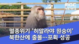 멸종위기 '히말라야 원숭이' 북한산에 출몰…포획 성공 (2018.08.31/뉴스데스크/MBC)