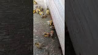 Honey Bee Vlogs | Sec Video Honey Bee | Special Work | Allahamdullah Honey Bee | Honey Bee Vlogs