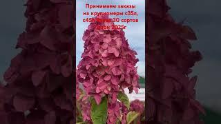 Крупномеры гортензии более 30 сортов на сезон 2025г #гортензия #hortensia #цветы #сад #garden