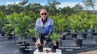 DWARF Native Citrus Trees Duo - DESERT LIME AND RED CENTRE