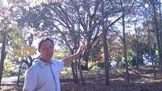 Frost Tolerant Orange Trees and other Unusual Fruits at Luther Burbank Farm