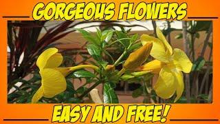 How to Grow Allamanda Cuttings - Secrets Revealed!