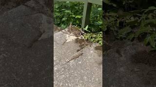 Lizards in the HEAT of San Salvatore Mountain in Lugano Switzerland 2023 #shorts #lugano #lizards